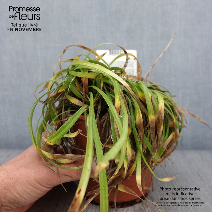 Liriope muscari Ingwersen 1L/1.5L pot sample as delivered in autumn