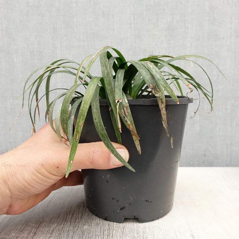 Liriope muscari Monroe White 2L/3L pot sample as delivered in spring