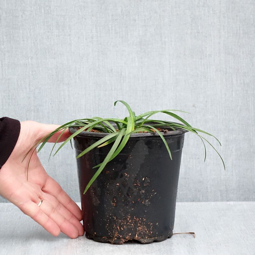 Liriope muscari 2L/3L pot sample as delivered in autumn