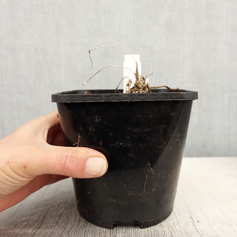 Liriope spicata Silver Dragon 2L/3L pot sample as delivered in spring