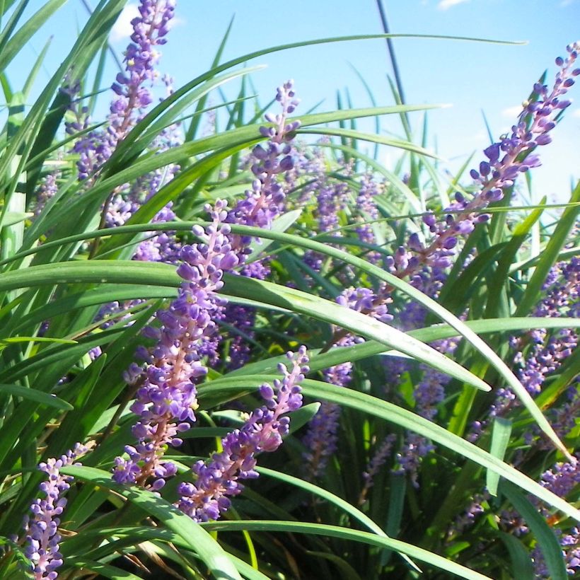 Liriope muscari Super Blue (Flowering)