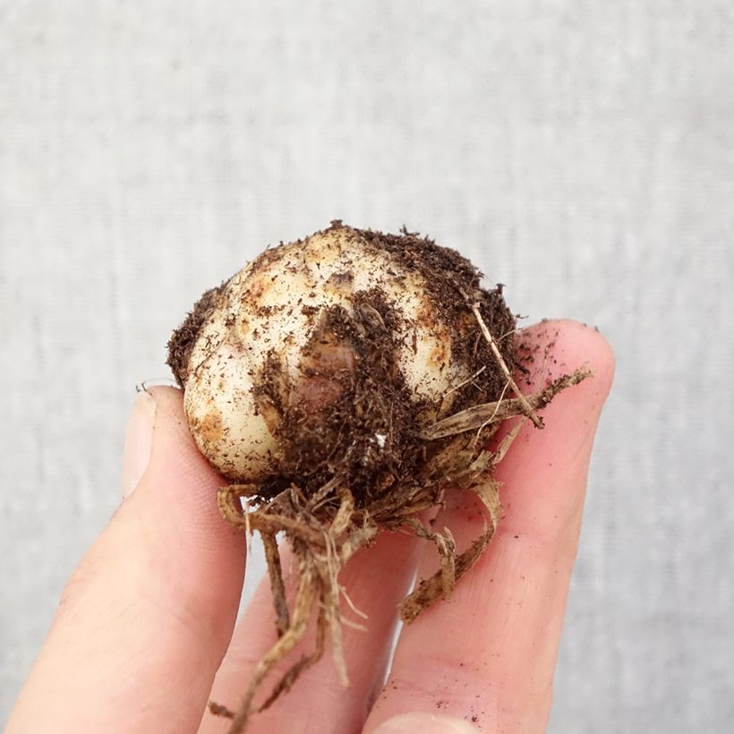 Lilium Bald Eagle - Asiatic Lily Bulb size 16/18 sample as delivered in spring