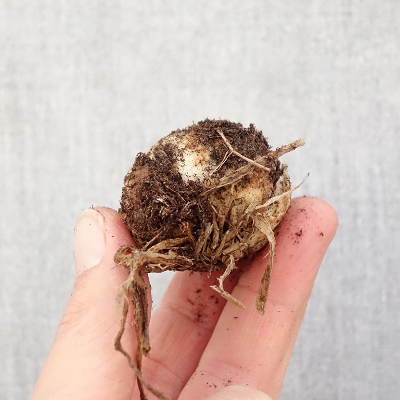 Lilium Hulk - Asiatic Lily Bulb size 16/18 sample as delivered in spring