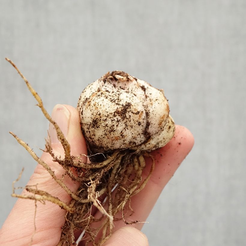 Lilium Red Twin Bulb size 16/18 sample as delivered in winter