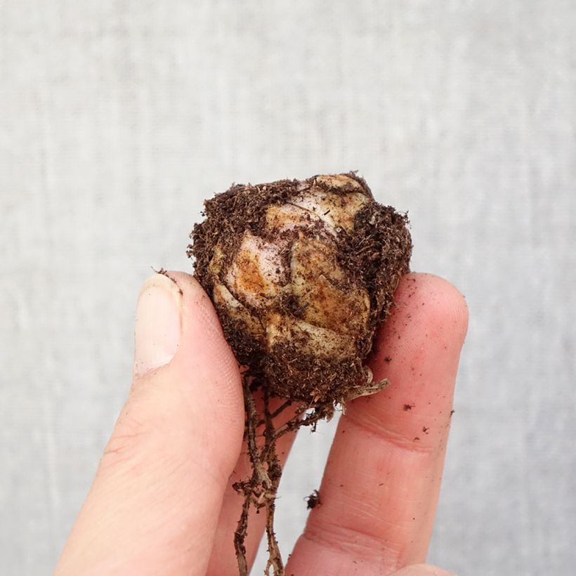 Lilium Forever Linda - Asiatic Lily Bulb size 16/18 sample as delivered in spring