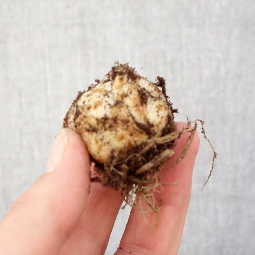 Lilium Gwen - Asiatic lily Bulb size 14+ sample as delivered in spring