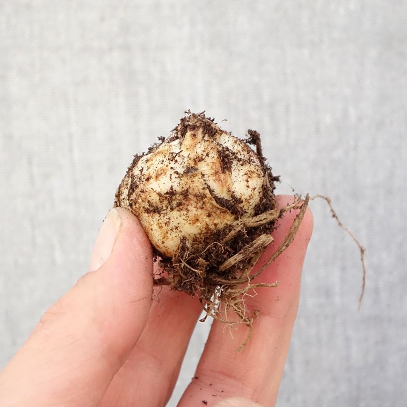 Lilium Heartstrings - Asiatic Lily Bulb size 16/18 sample as delivered in spring