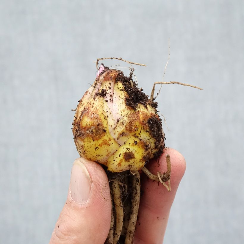 Lilium Navona Bulb size 14/16 sample as delivered in spring