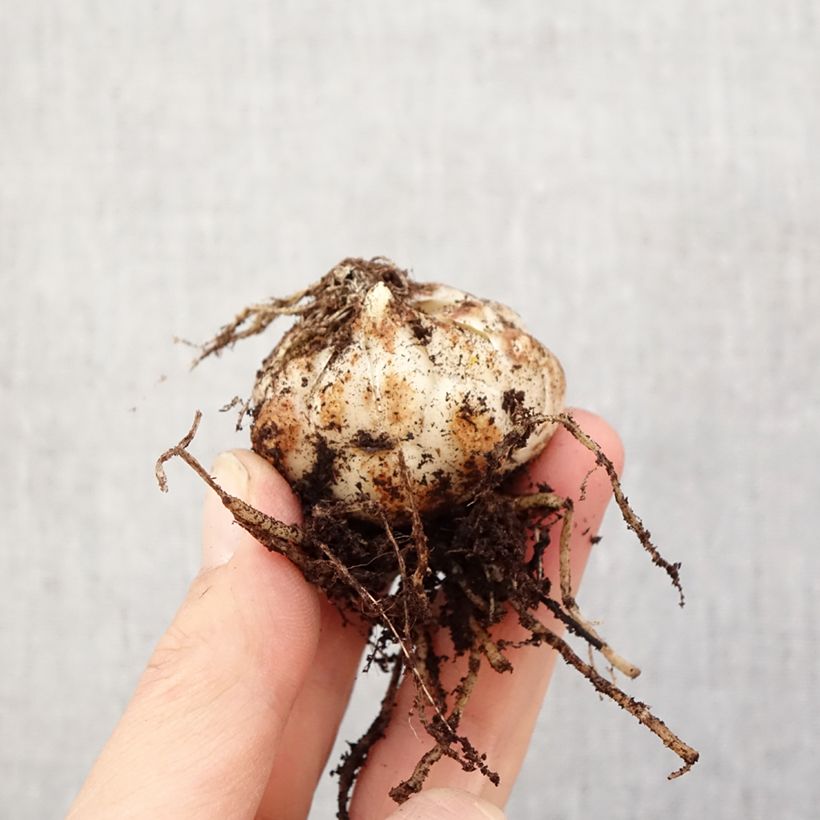 Lilium Rozalynn - Lily Bulb size 14/16 sample as delivered in spring