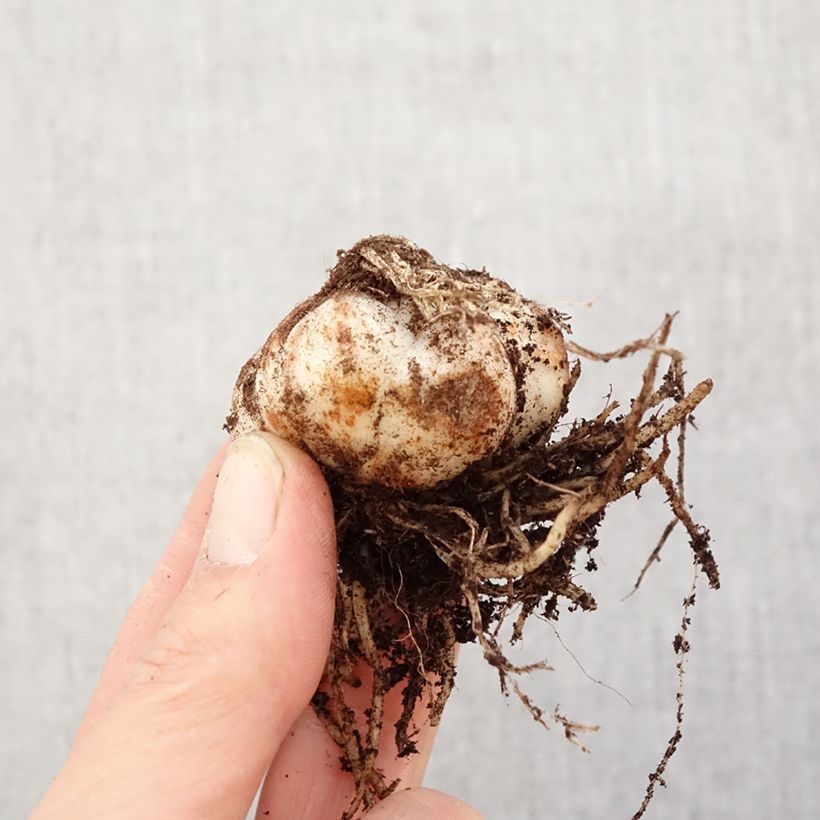 Lilium Tresor - Lily Bulb size 14/16 sample as delivered in spring