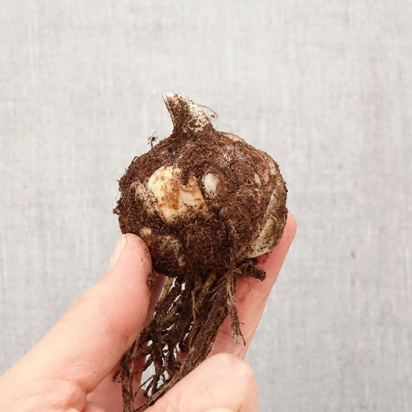 Lilium (x) longiflorum 'Backhand' Butterfly Spring® - Easter Lily Bulb size 18/20 sample as delivered in spring