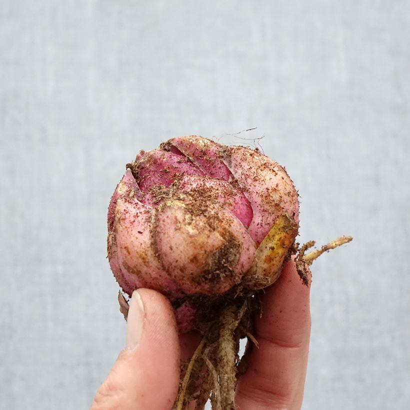 Lilium Bastogne - Lily Bulb size 18/20 sample as delivered in spring
