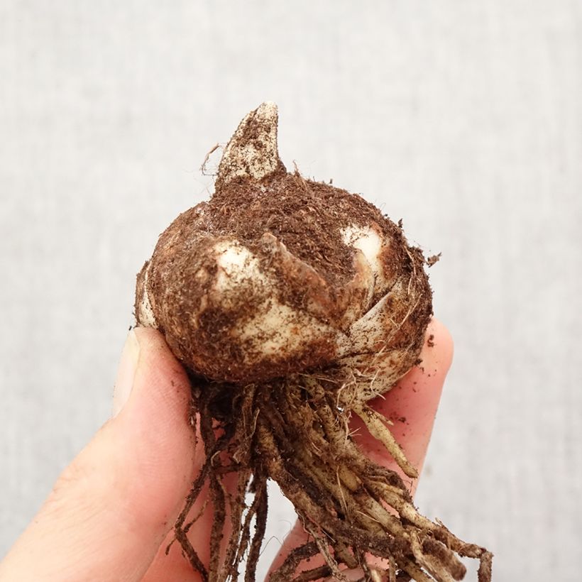 Lilium Bataleon - Lily Bulb size 18/20 sample as delivered in spring