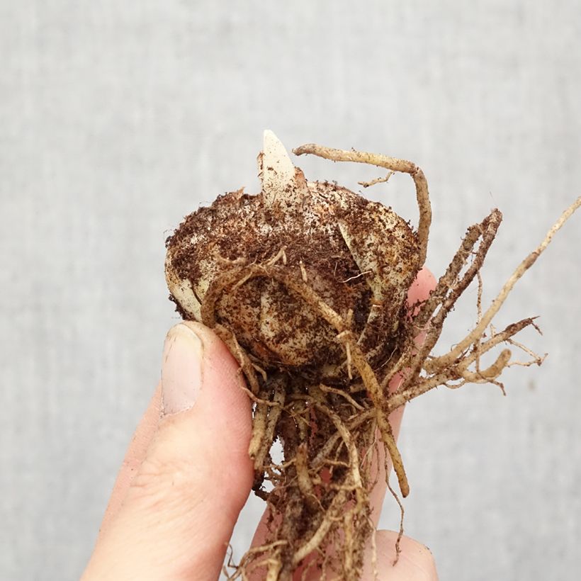 Lilium (x) longiflorum Brianza - Easter Lily Bulb size 14/16 sample as delivered in spring