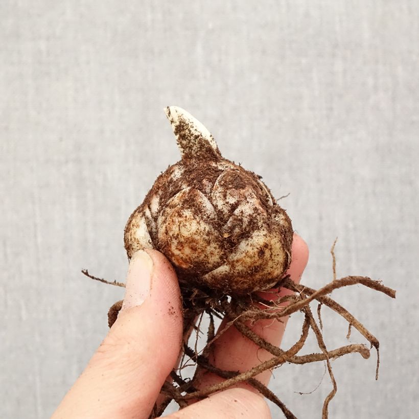 Lilium (x) longiflorum 'Caddy' Butterfly Tropic® - Easter Lily Bulb size 18/20 sample as delivered in spring