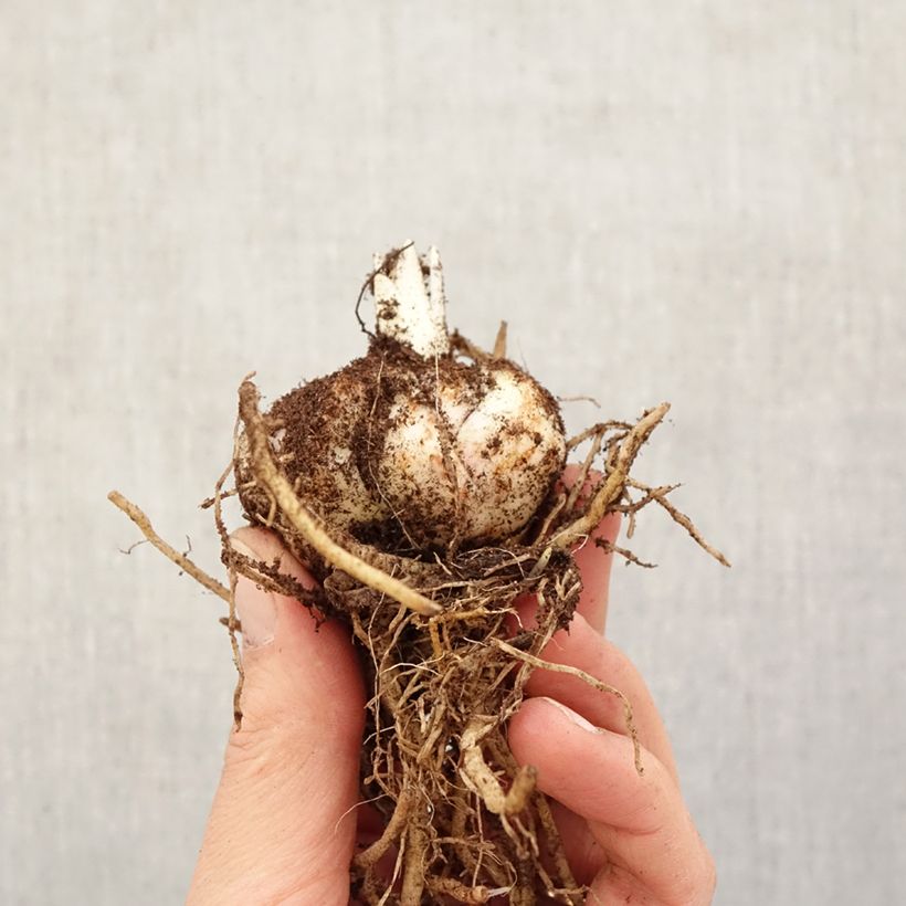 Lilium (x) longiflorum Calabria - Easter Lily Bulb size 14/16 sample as delivered in spring