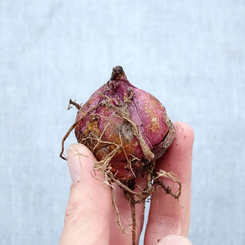 Lilium Catina - Lily Bulb size 16/18 sample as delivered in spring