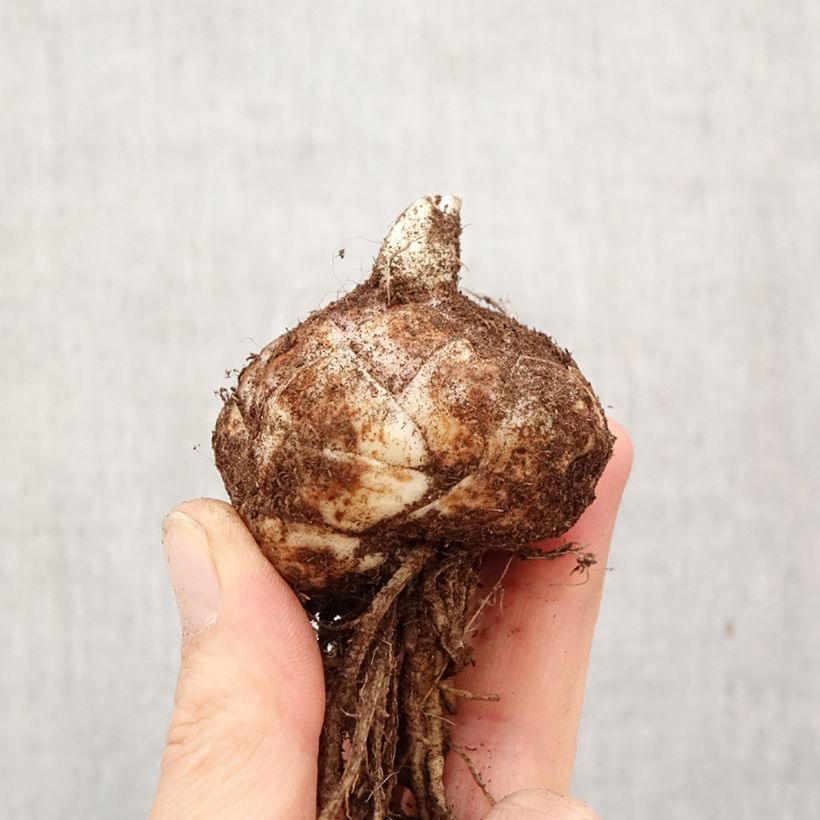 Lilium (x) longiflorum 'Crosscourt' Butterfly Luna® - Easter Lily Bulb size 18/20 sample as delivered in spring