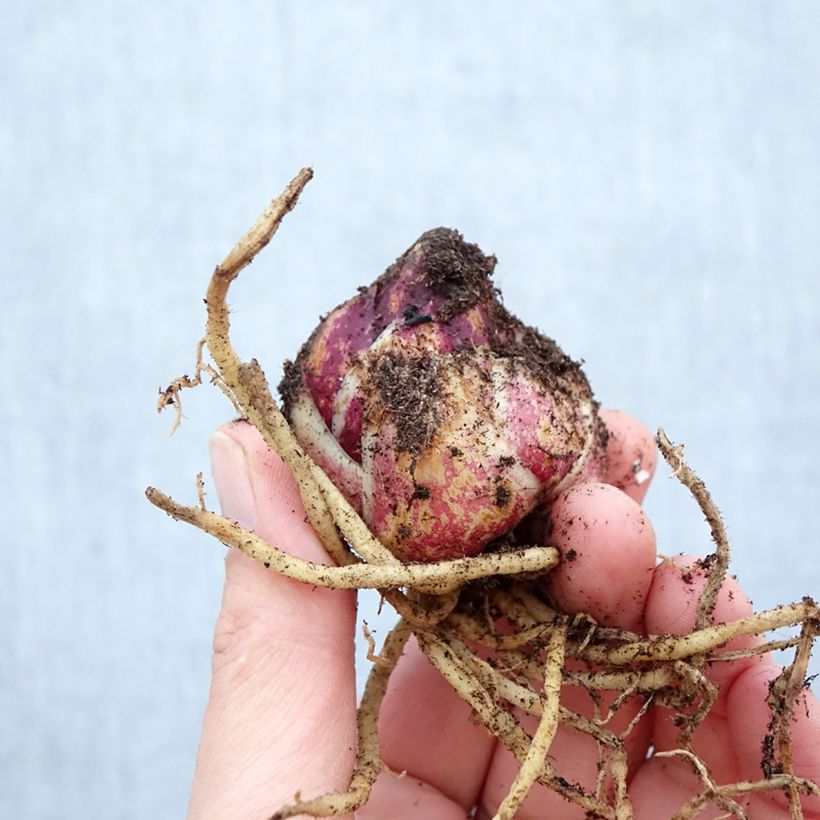 Lilium Spring Pink Bulb size 16+ sample as delivered in spring