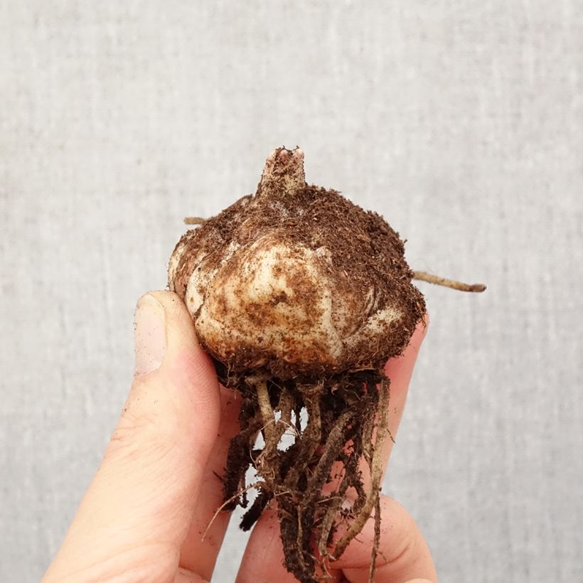 Lilium (x) longiflorum El Divo - Easter Lily Bulb size 18/20 sample as delivered in spring