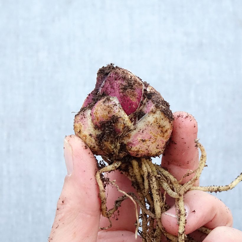 Lilium Empoli - Oriental Lily Bulb size 16+ sample as delivered in spring