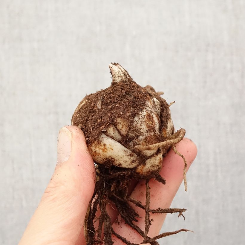 Lilium Foxley - Lily Bulb size 18/20 sample as delivered in spring