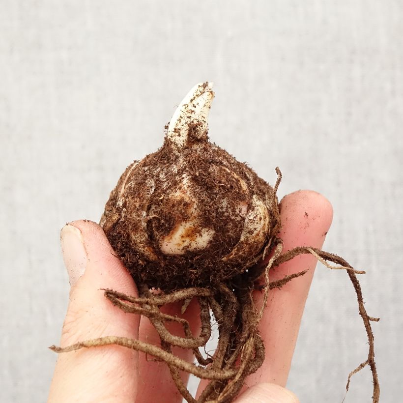 Lilium Fuenta - Lily Bulb size 18/20 sample as delivered in spring