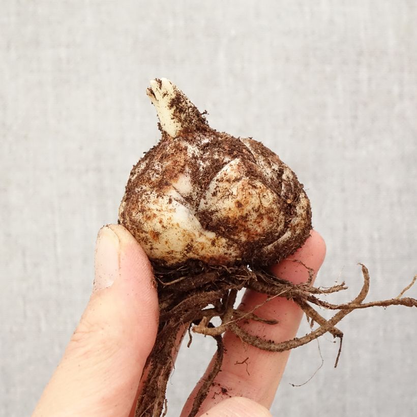 Lilium Kesla - Lily Bulb size 18/20 sample as delivered in spring