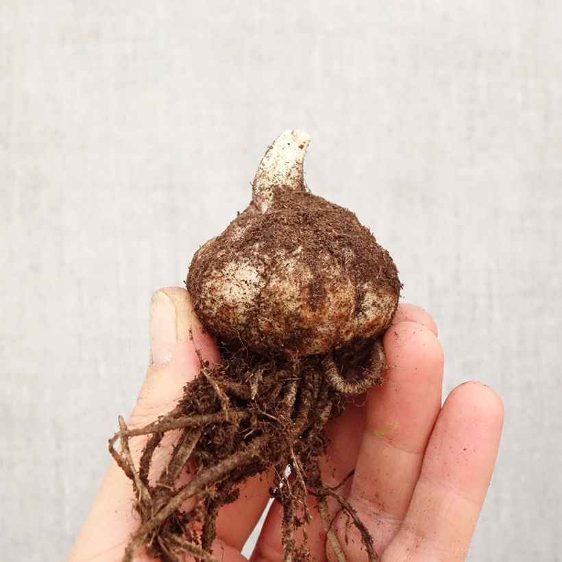 Lis hybride Longwood (Groupe Longiflorum/Asiatique) Bulbe sample as delivered in spring
