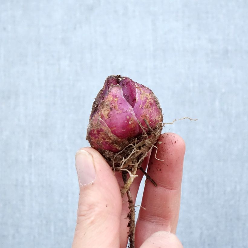 Lilium Orfeo® - Lily Bulb size 16/18 sample as delivered in spring