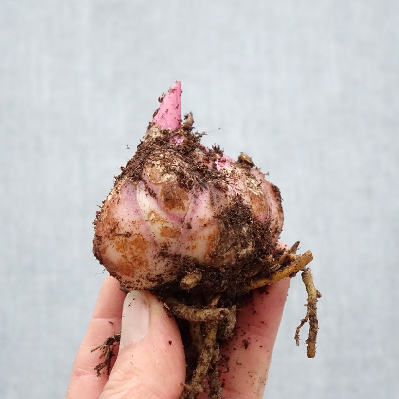 Lilium Saronno - Lily Bulb size 18/20 sample as delivered in spring