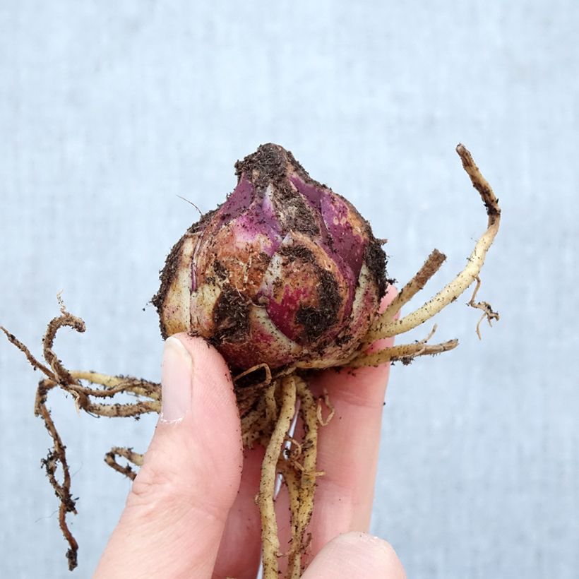 Lilium Purple Prince - Oriental Lily Bulb size 16+ sample as delivered in spring