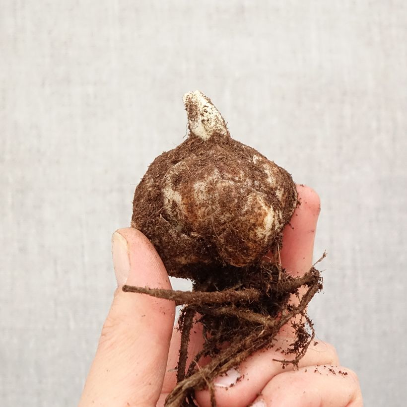 Lilium (x) longiflorum Richmond® - Easter Lily Bulb size 18/20 sample as delivered in spring