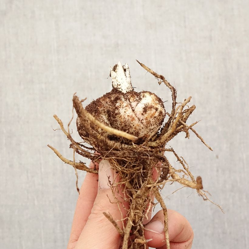 Lilium (x) longiflorum Royal Sunset - Easter Lily Bulb size 14/16 sample as delivered in spring