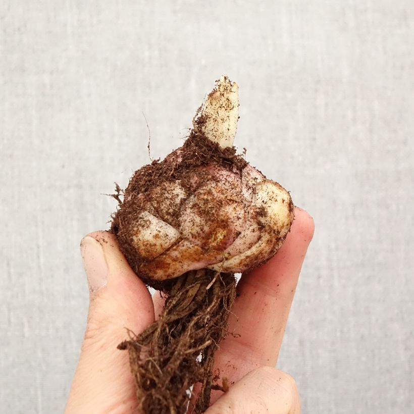 Lilium Sentosa - Lily Bulb size 18/20 sample as delivered in spring