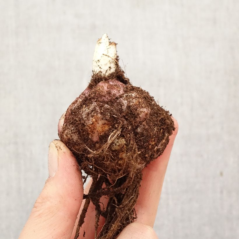 Lilium Sweet Sugar Bulb size 18/20 sample as delivered in spring