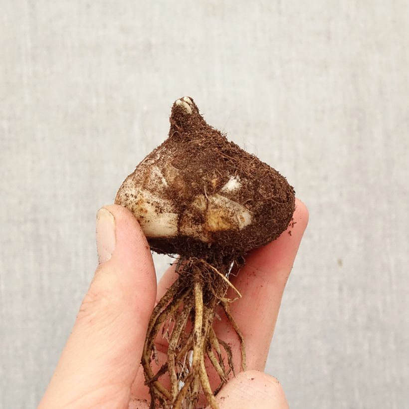 Lilium (x) longiflorum Sweet Valley - Easter Lily Bulb size 18/20 sample as delivered in spring