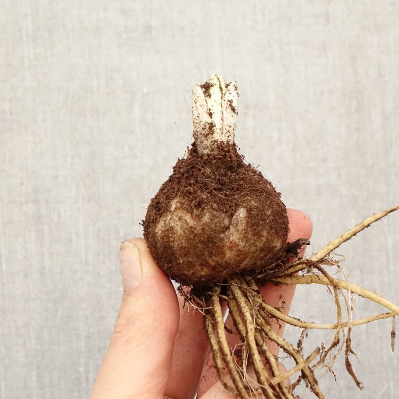 Lilium Sweet Zanica - Lily Bulb size 18/20 sample as delivered in spring