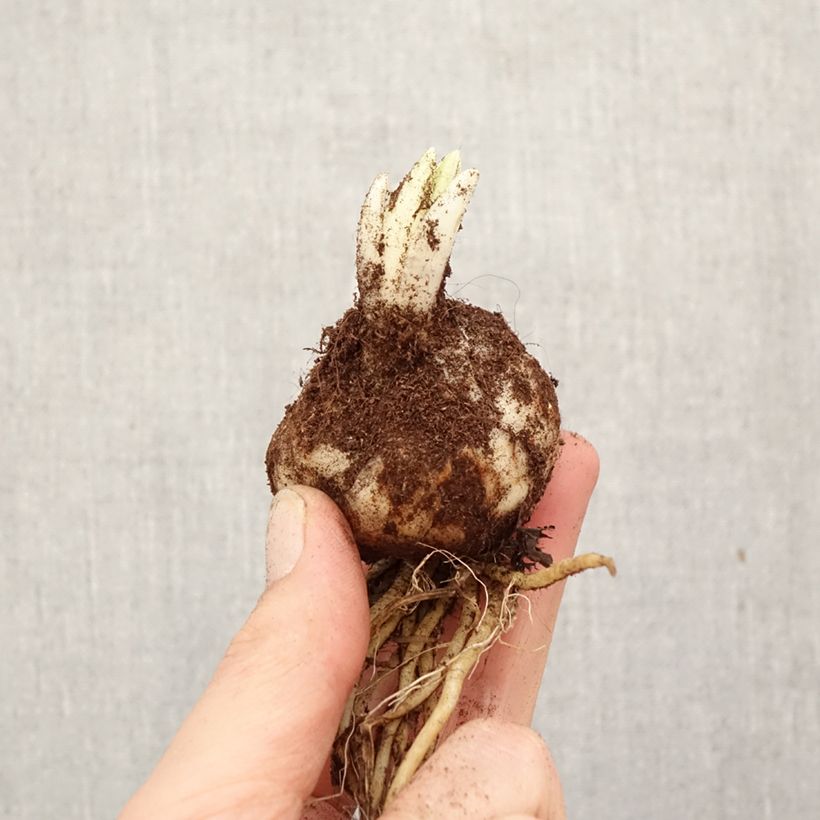 Lilium (x) longiflorum Trebbiano - Easter Lily Bulb size 18/20 sample as delivered in spring