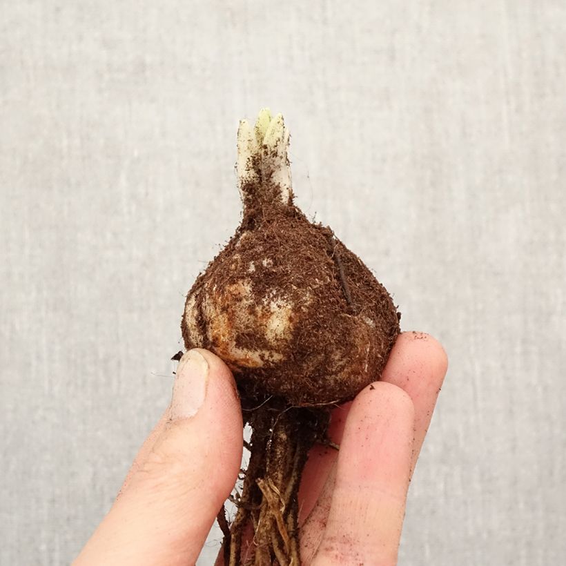 Lilium Volvic - Lily Bulb size 18/20 sample as delivered in spring