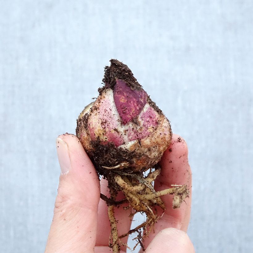 Lilium Orange Pixie - Lily Bulb size 12/14 sample as delivered in spring