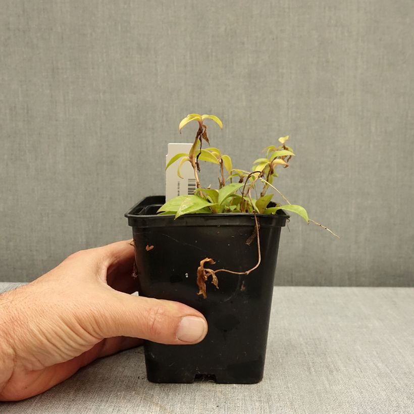 Tricyrtis hirta Taiwan Abdane - Toad Lily 1.5L/2L pot sample as delivered in autumn