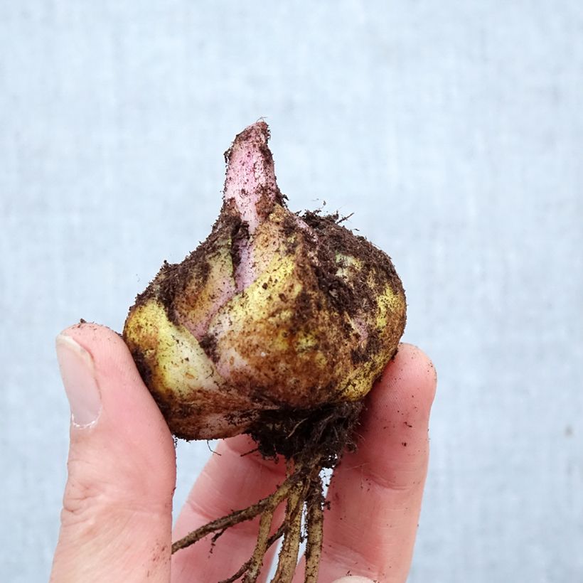 Lilium Baferrari - Oriental Lily Bulb size 16/18 sample as delivered in spring