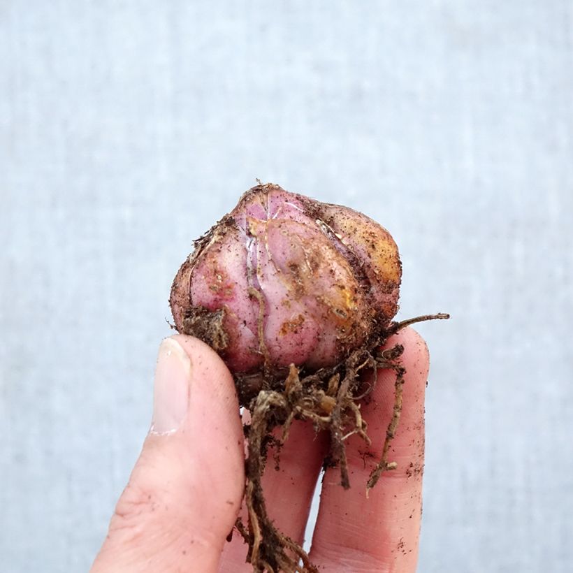 Lilium speciosum var. album Bulb size 16+ sample as delivered in spring