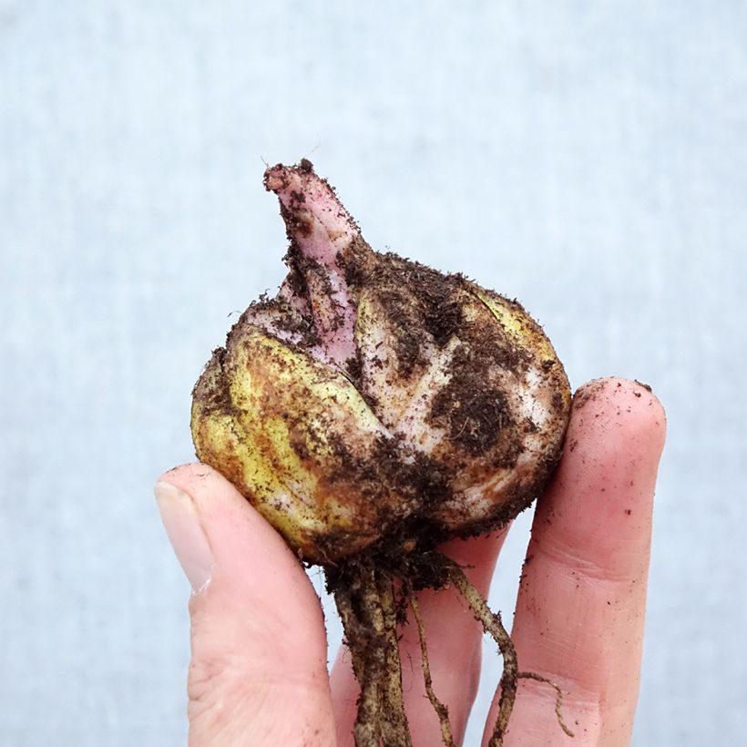 Lilium Brasilia - Oriental Lily Bulb size 16/18 sample as delivered in spring