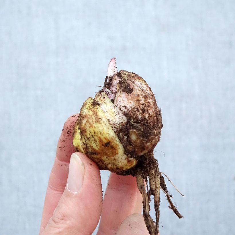 Lilium Hocus Pocus - Oriental Lily Bulb size 16/18 sample as delivered in spring