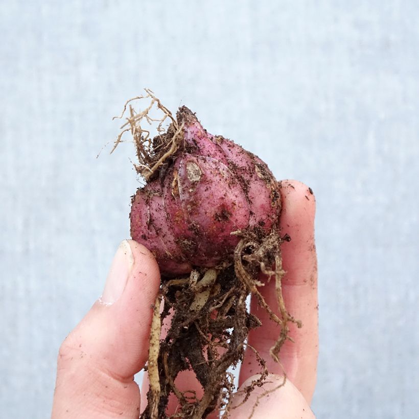 Lilium Hotline Bulb size 16+ sample as delivered in spring