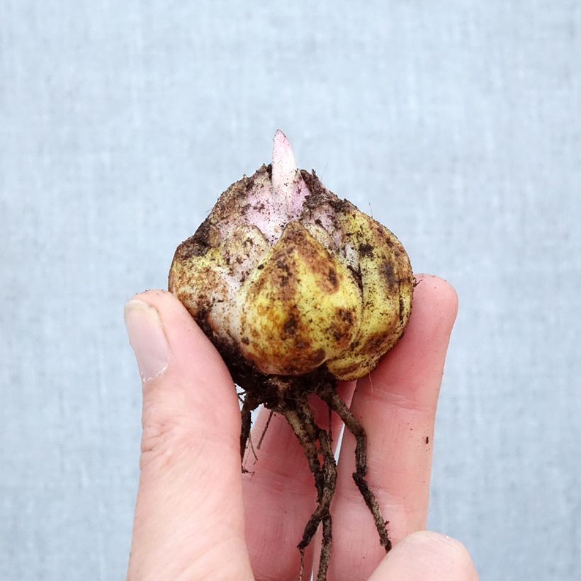 Lilium Mistero Bulb size 16/18 sample as delivered in spring