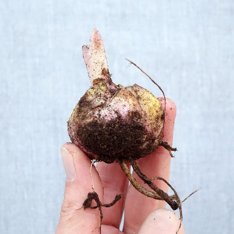 Lilium Nesso Bulb size 16/18 sample as delivered in spring