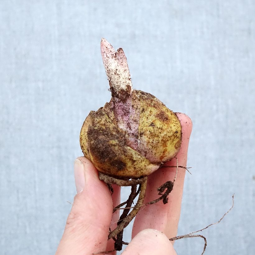 Lilium Roselily Anouska - Lily Bulb size 16/18 sample as delivered in spring